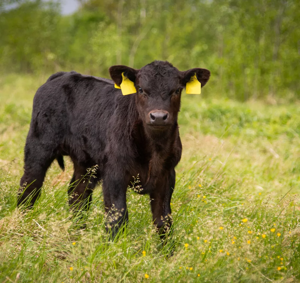 Tracesure&reg; Advanced Calf Boluses