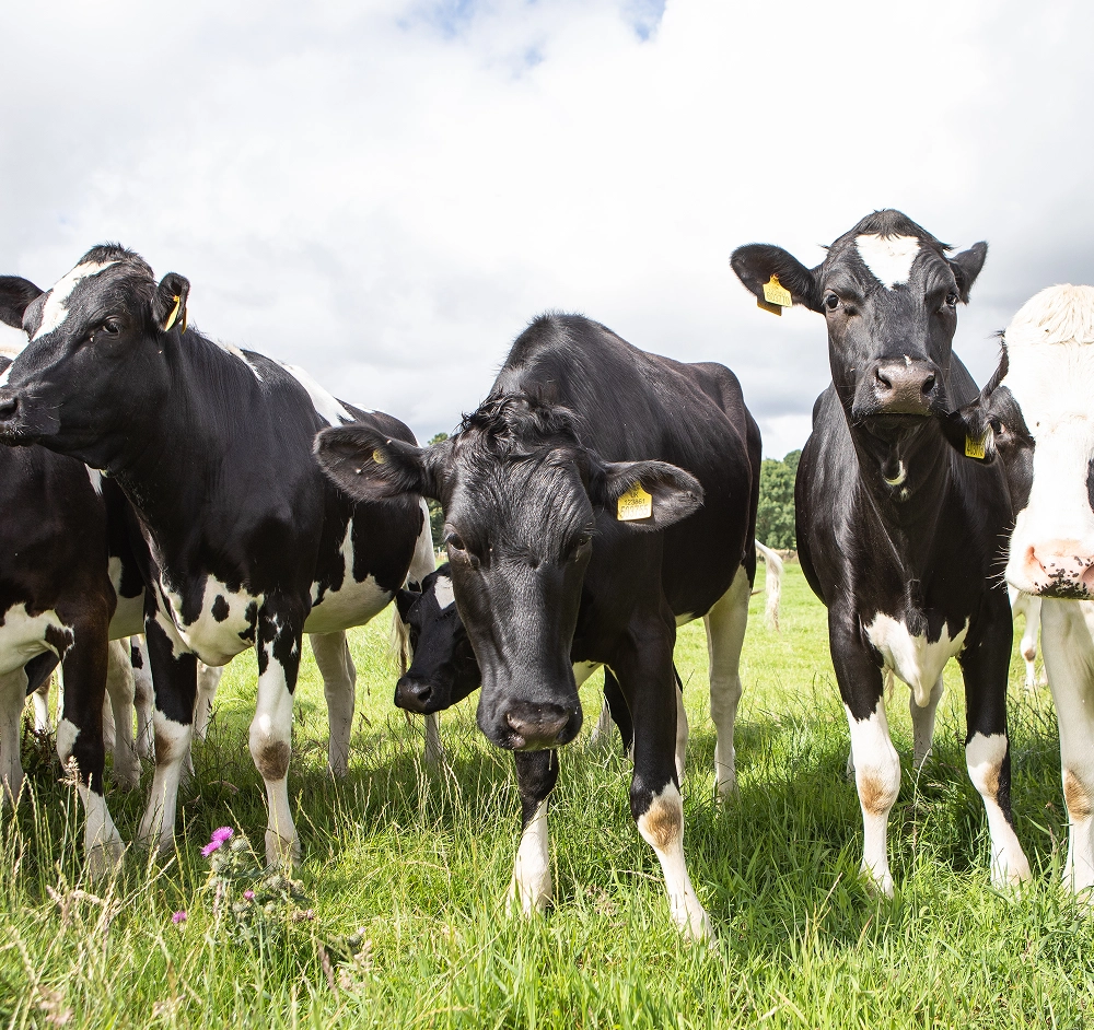 Tracesure&reg; Cattle XL